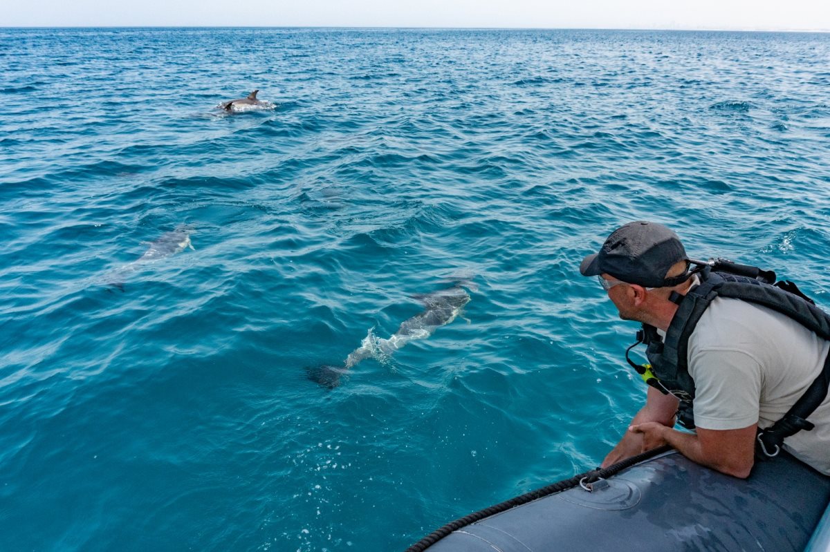 להקת הדולפינים | צילום: רשות הטבע והגנים