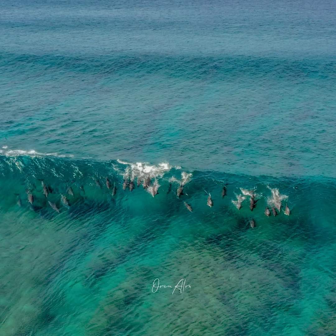 הדולפינים שתועדו בתוך הגל | צילום: אורן אלון