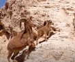 גדי ראשון לעונת ההמלטות נולד בחוות האנטילופות בערבה התיכונה ונקרא "ברזל"