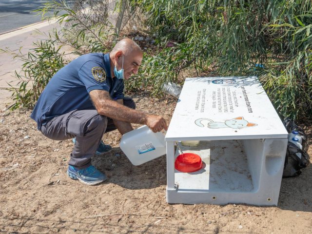 פינת האכלת חתולים| צילום: סיון מטודי