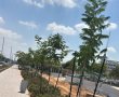 אשדוד נצבעת בירוק: כך ביצעה העיריה את פרויקט ההצללה ברחבי העיר