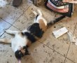 דיווח על סכסוך שכנים חשף: עשרות בעלי חיים הוחזקו בתנאים קשים בדירה בבאר שבע