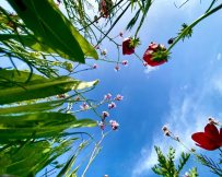 פריחה אביבית מזווית שונה בגן הלאומי הבשור פארק אשכול - גל ביסמוט רשות הטבע והגנים