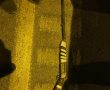 בליל שישי: לא תאמינו מה מצאו השוטרים על תושב חורה