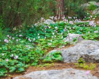 בשביל הפרחים בחבל מודיעין צילום דודי לזר