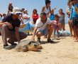 נסיה חזרה לים: