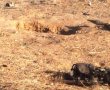 על מה יתריע "הצבע האדום" וכיצד ינהגו תושבי עוטף עזה