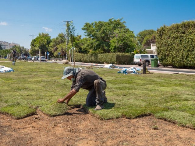 צילום: סיון מטודי | מדשאה חדשה ברחוב חיים סלע 