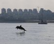 צפו: להקת דולפינים מרהיבה מול חופי אשקלון