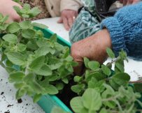 צילום: אלדד עובדיה