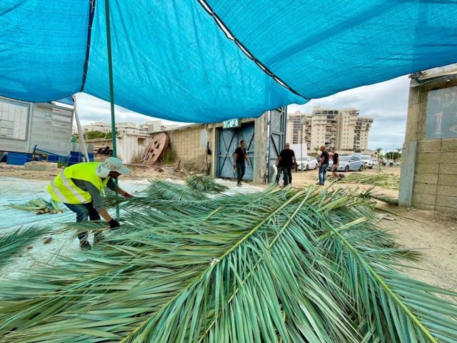 חלוקת סכך לסוכה | צילום: דוברות עיריית אשקלון