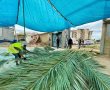 בונים סוכה? עיריית אשקלון תחלק סכך חינם לתושבים לקראת סוכות 