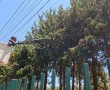 לקראת החורף: חברת החשמל גזמה מאות מטרים של עצים סמוך למקווה ישראל בחולון