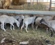 פגיעה במחקר לאומי: כתב אישום נגד חוליה שגנבה עשרות כבשי מחקר נדירות מהמכון הוולקני