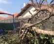 בנס נמנע אסון כבד: עץ ענק קרס בחצר גן ילדים באשקלון