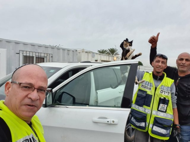 החתול שחולץ | צילום: ידידים