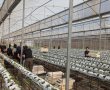 מתנת סוף המילואים: חיילי מילואים מחטיבת הנח"ל התנדבו בקטיף תותים בנתיב העשרה 