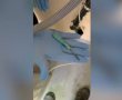 מבצע נוסף בבית הסוהר 'אלה': שוב נתפסו דוקרנים וחומרים מסוכנים (תיעוד)