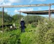 בעקבות החפירות באתר 'תל מור': האם באשדוד יקראו מגילה בט"ו?