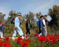 צעדת הכלניות